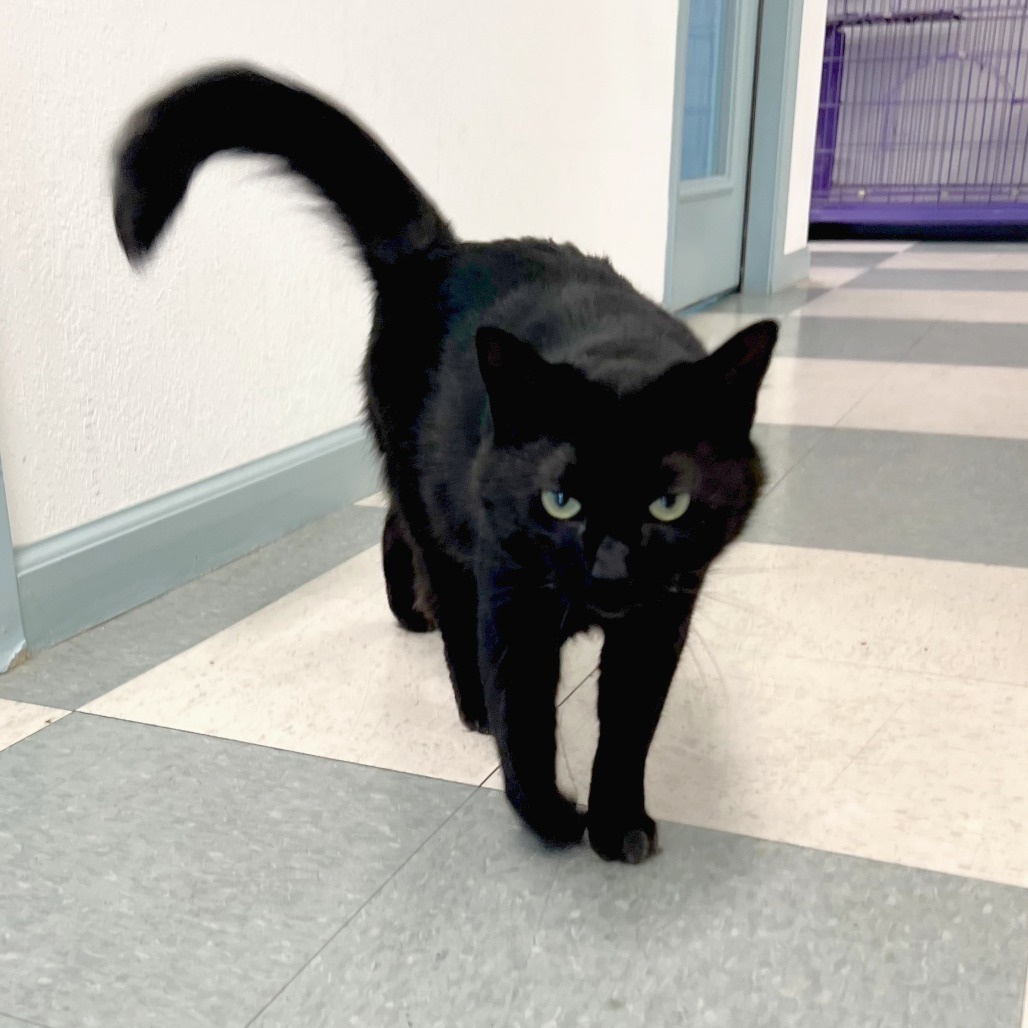 Nyoka, an adoptable American Shorthair in Mount Shasta, CA, 96067 | Photo Image 3