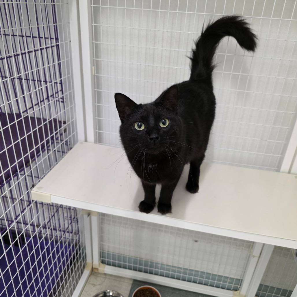 Nyoka, an adoptable American Shorthair in Mount Shasta, CA, 96067 | Photo Image 4