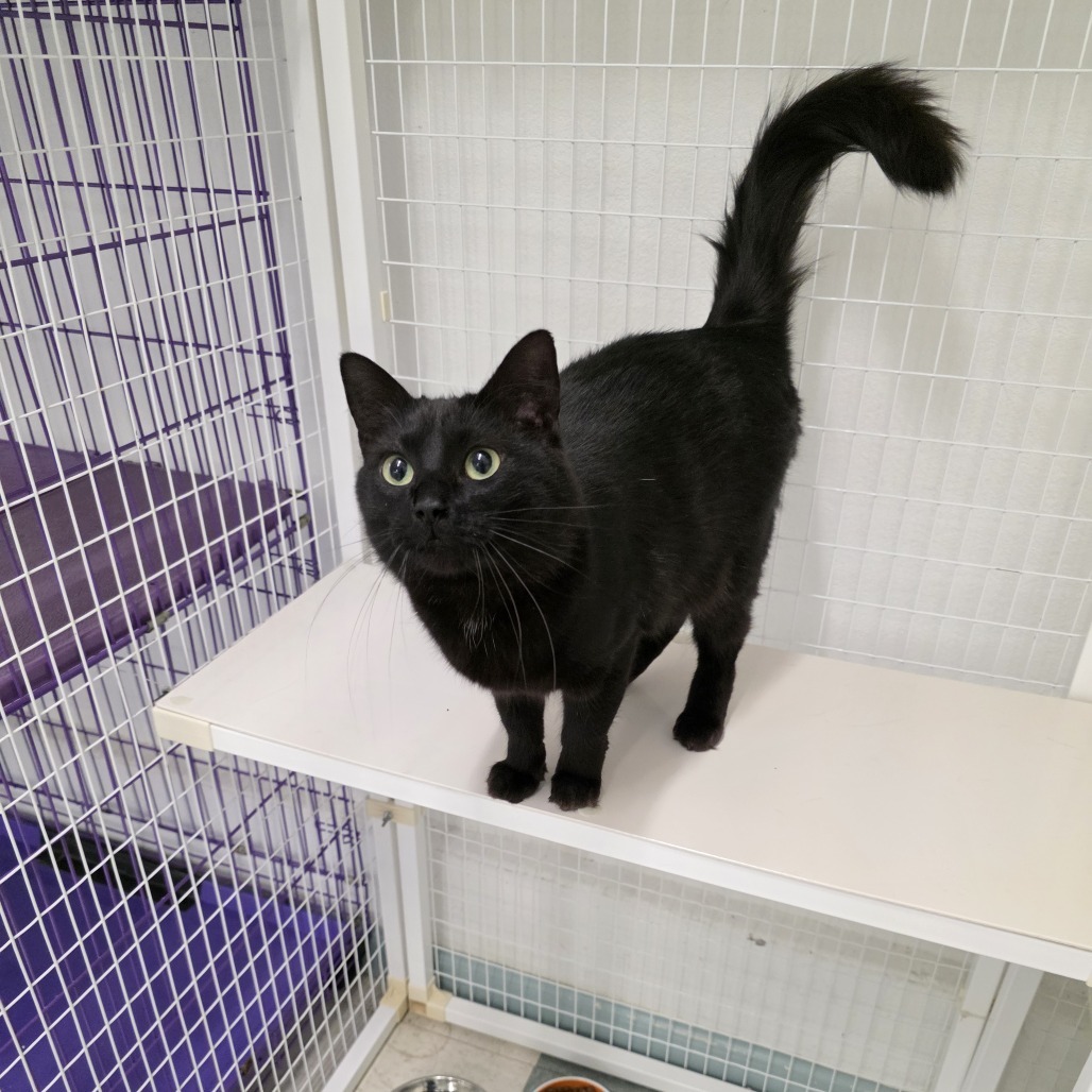 Nyoka, an adoptable American Shorthair in Mount Shasta, CA, 96067 | Photo Image 5