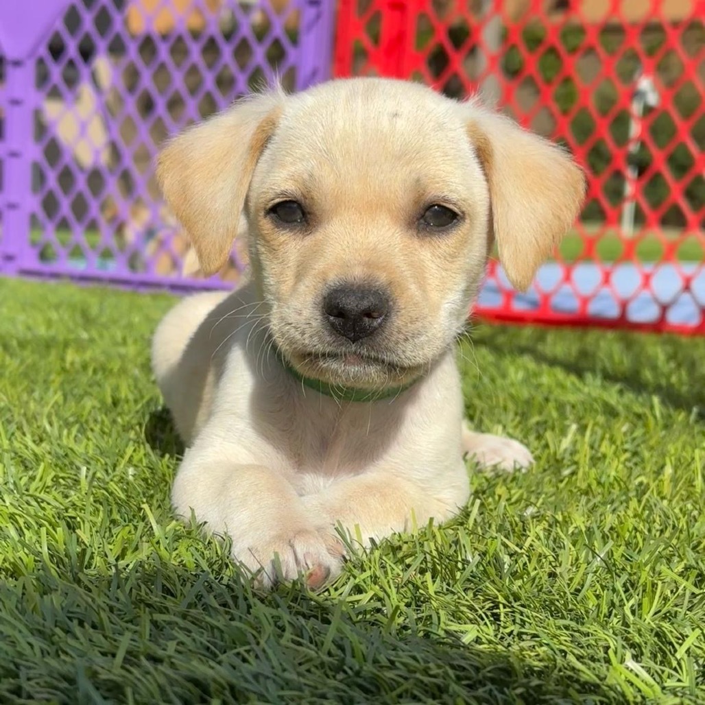 Daisy