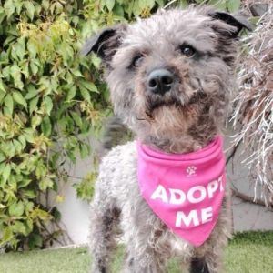 Lola, Adult Female unknown