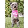 Lola photo 3