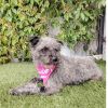 Lola photo 4