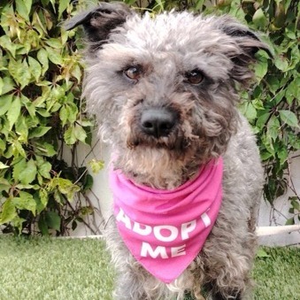 Lola