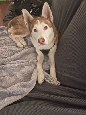 Meet Marshmellow This sweet 2-year-old Siberian Husky is as soft and lovable as