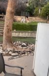 Marshmellow photo 6