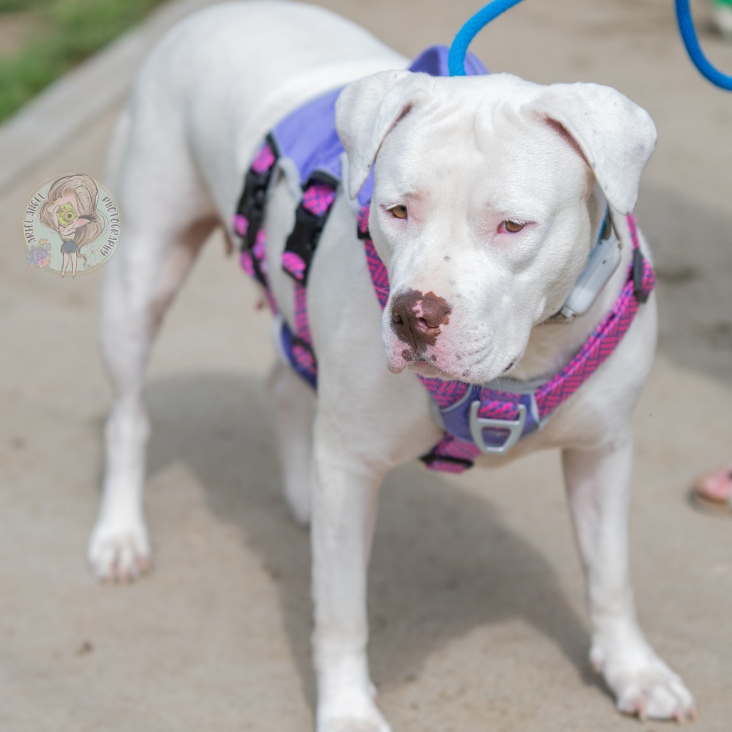 Stormy (Formerly Snowflake)