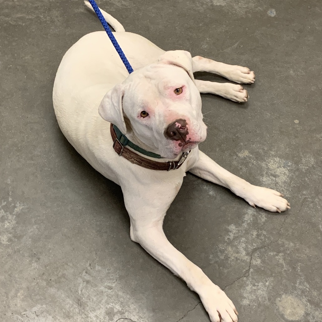 Stormy (Formerly Snowflake)