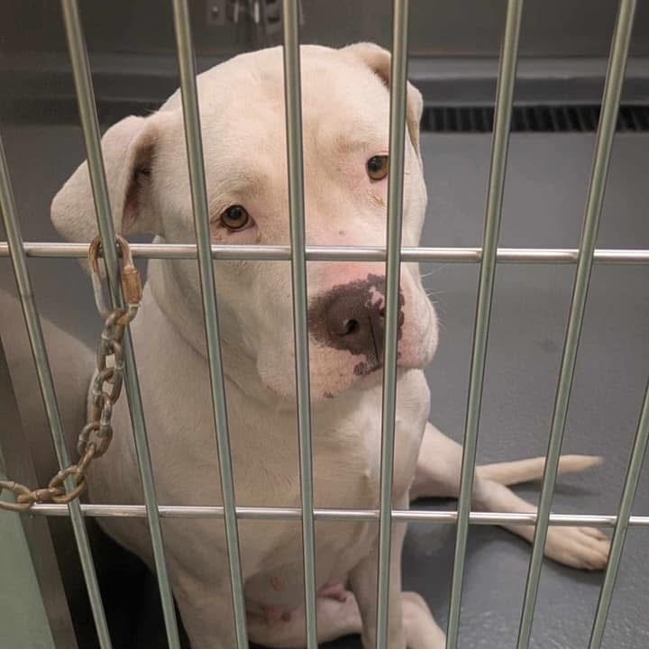 Stormy (Formerly Snowflake)