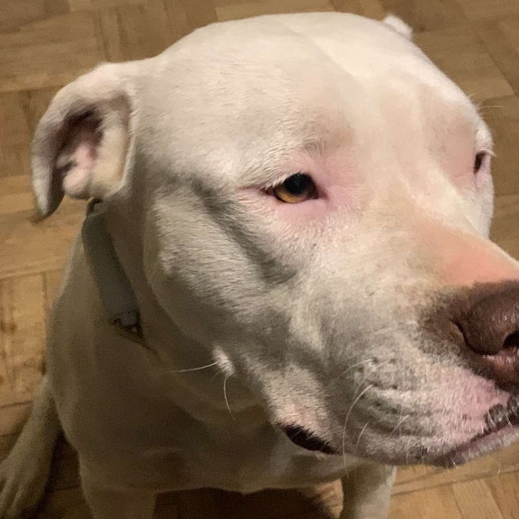 Stormy (Formerly Snowflake)