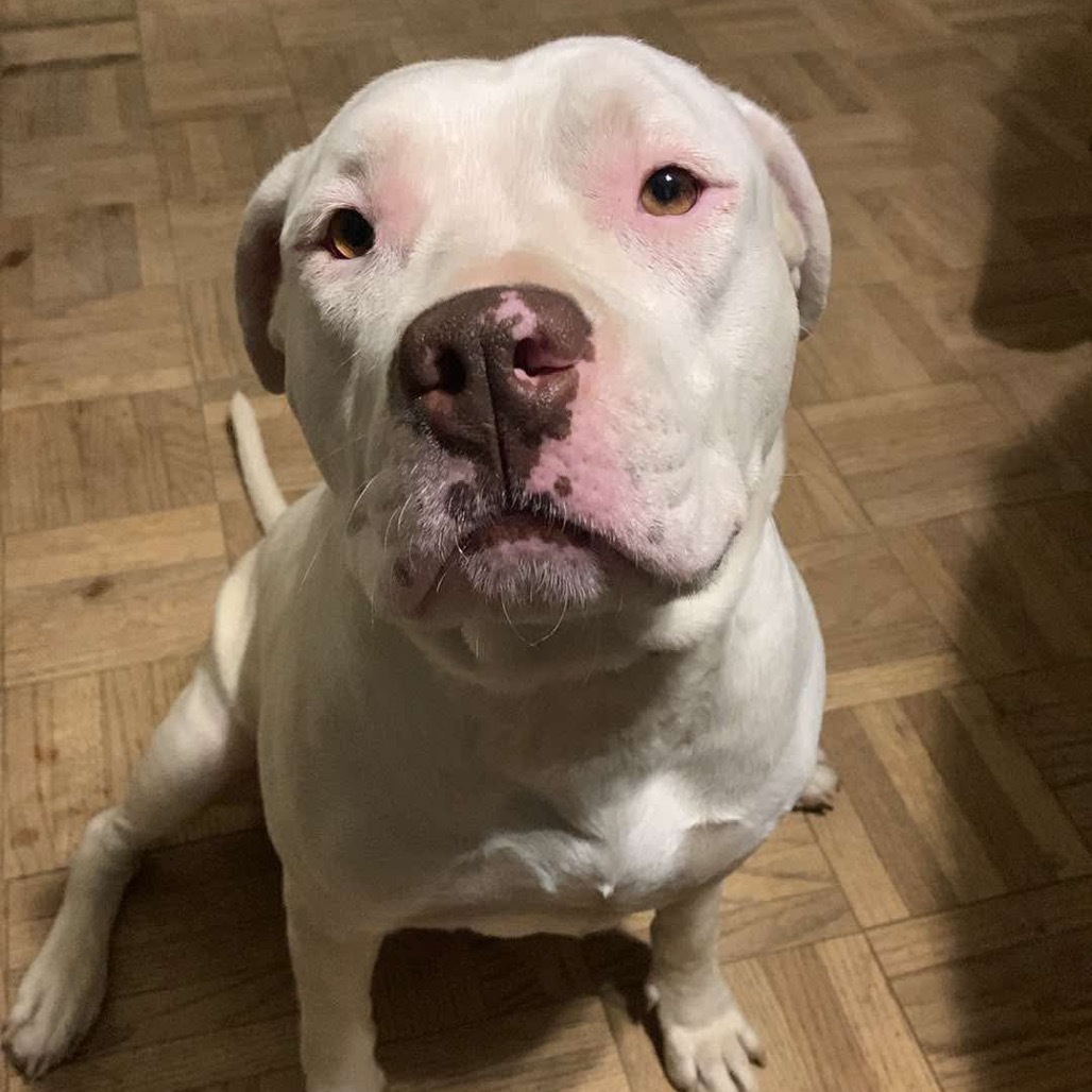 Stormy (Formerly Snowflake)