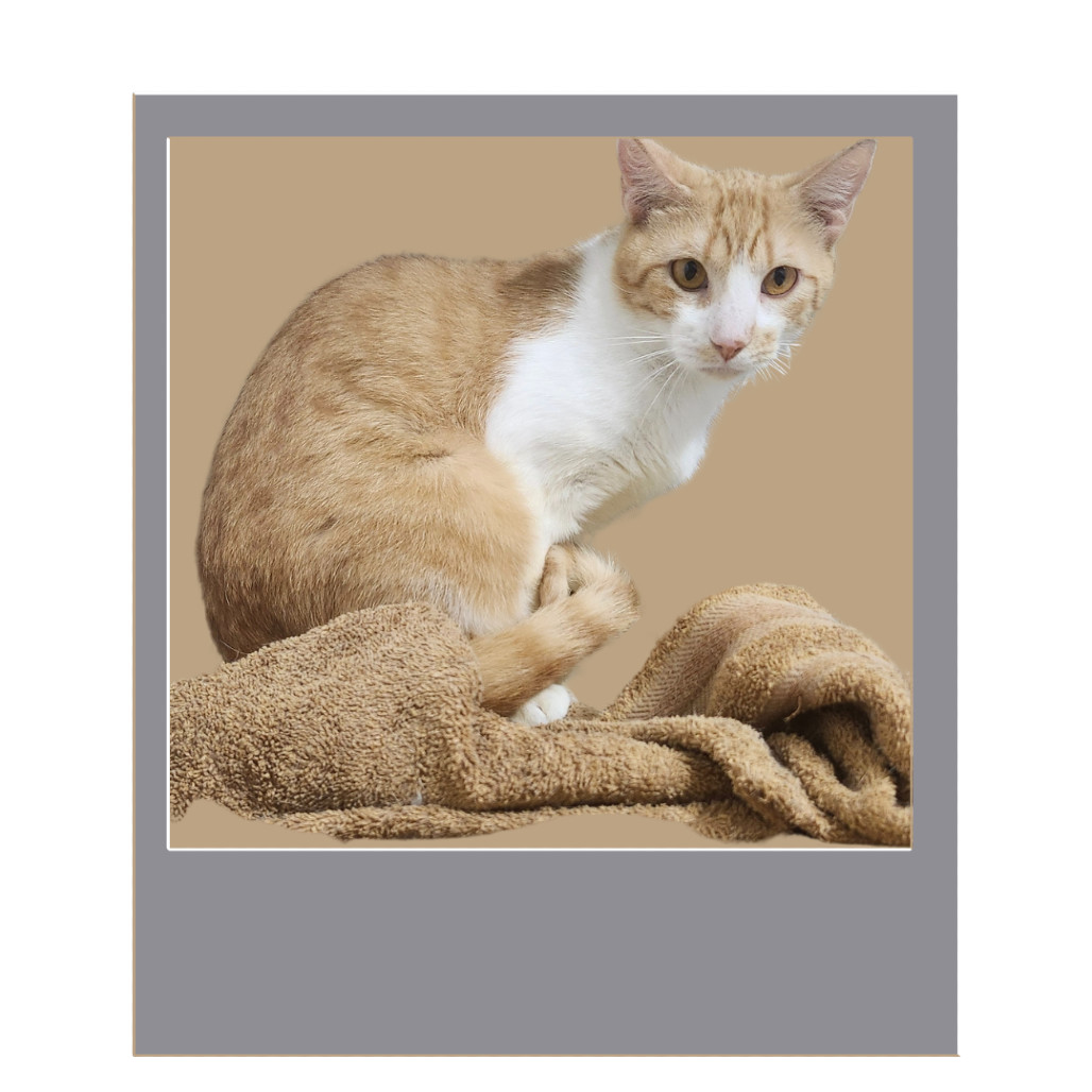 Mirio C, an adoptable Domestic Long Hair in Guaynabo, PR, 00969 | Photo Image 1