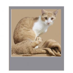 Mirio C, Adult Male Domestic Long Hair