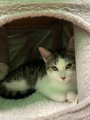 BONDED WITH SCOTCH AARF requires all bonded pairs to be adopted together NO EXCEPTIONS Meet Pep