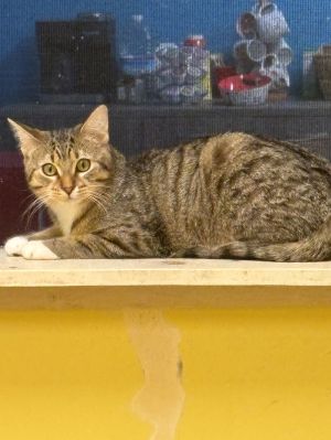 BONDED WITH SHISHITO AARF requires all bonded pairs to be adopted together NO EXCEPTIONS Meet G