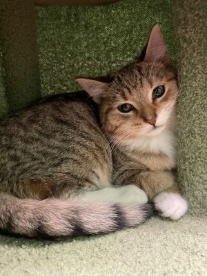 BONDED WITH PEPPER AARF requires all bonded pairs to be adopted together NO EXCEPTIONS Meet Sco