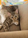 Scotch photo 3