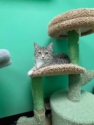 Shishito Tabby Cat
