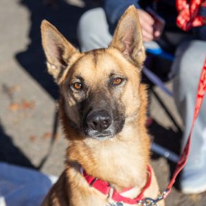 Moose, Adult Male German Shepherd Dog