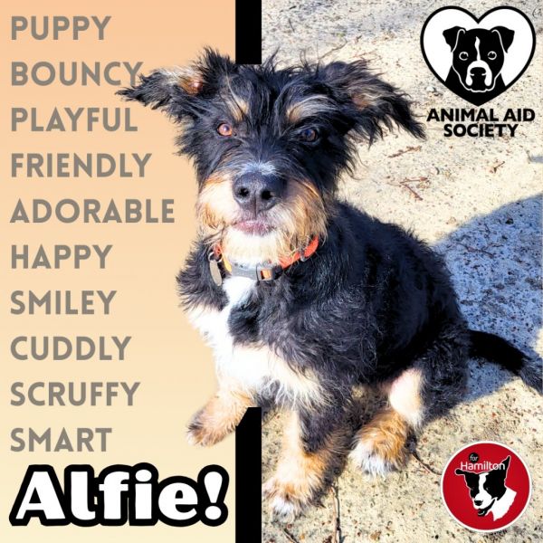 Alfie thumbnail 1
