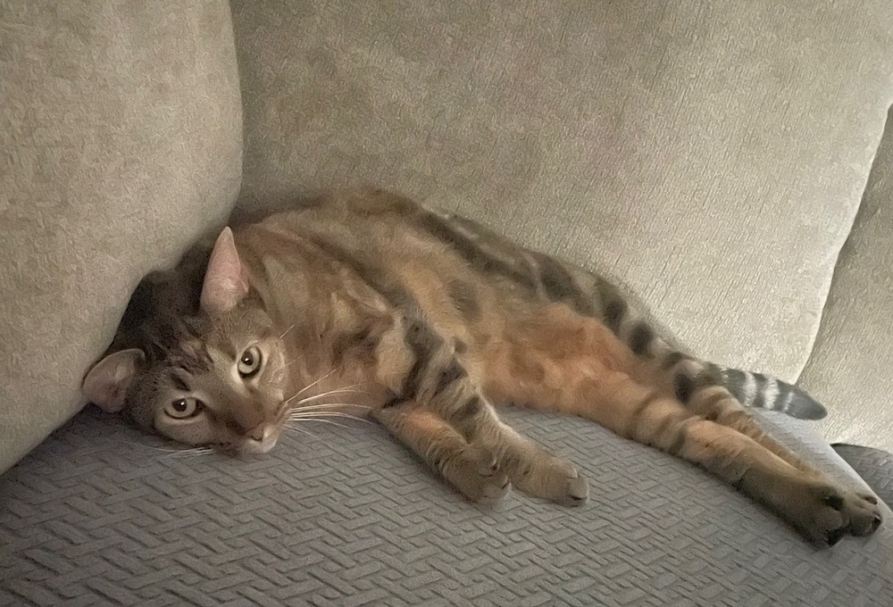 Sophie