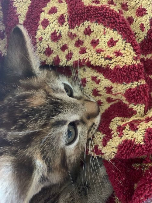 Sophie