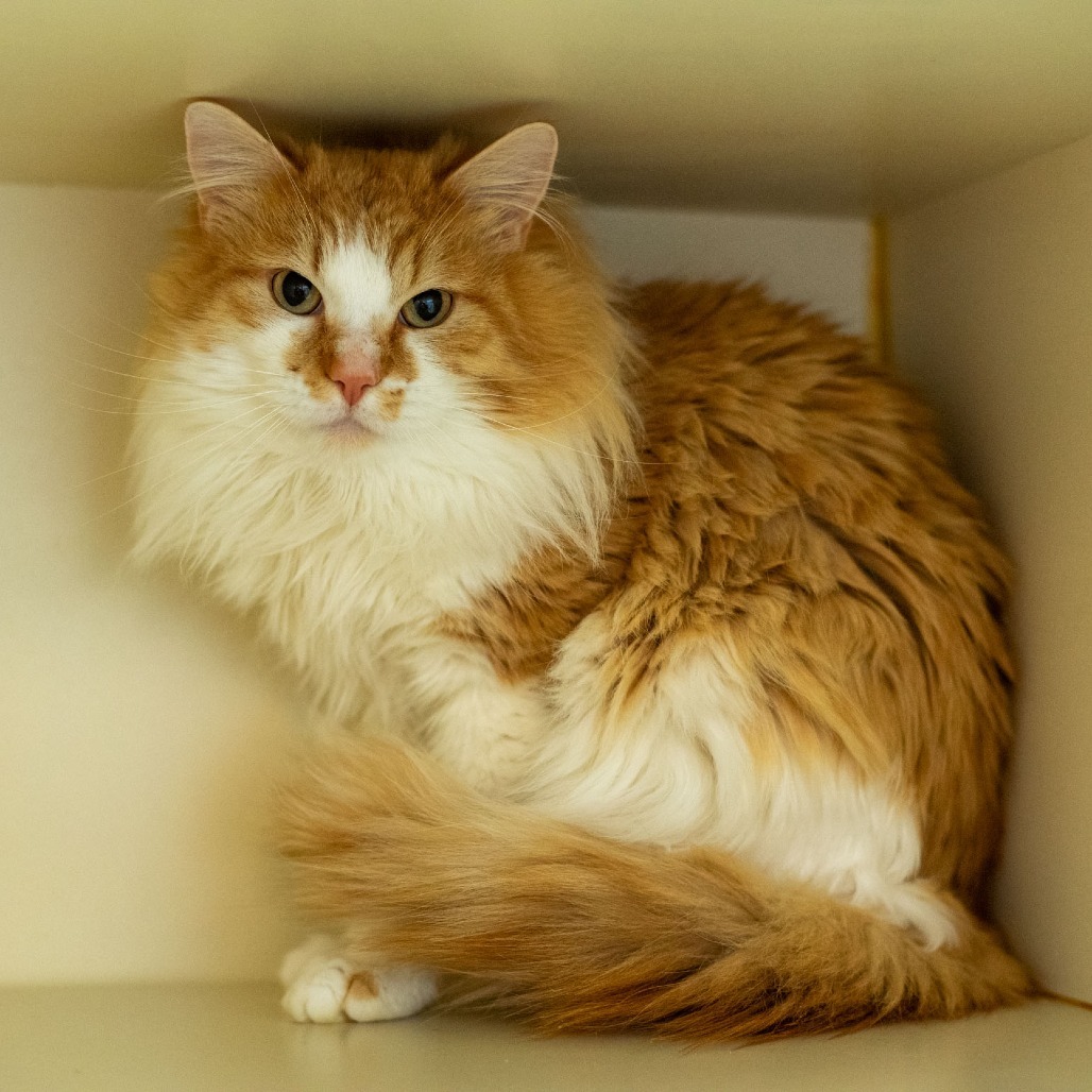 Cool Whip, an adoptable Domestic Long Hair in Idaho Falls, ID, 83402 | Photo Image 1