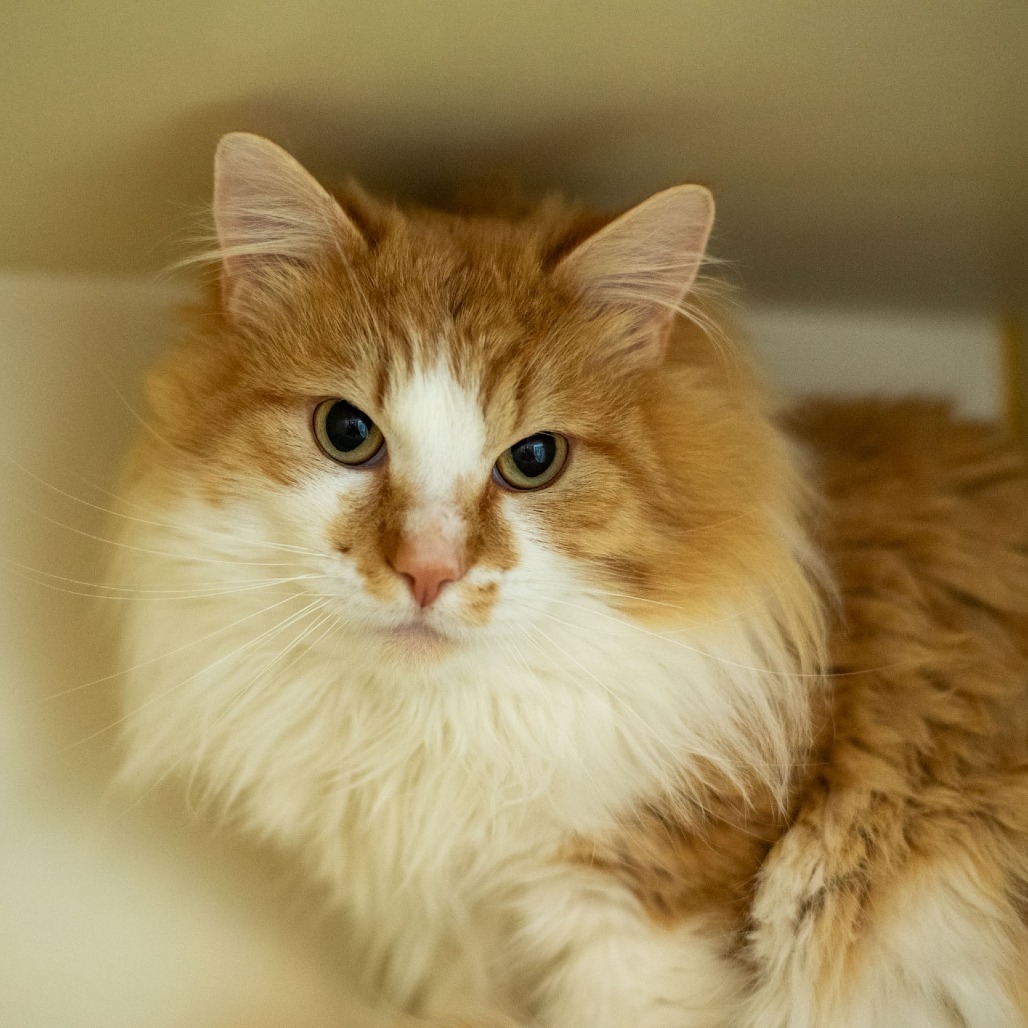 Cool Whip, an adoptable Domestic Long Hair in Idaho Falls, ID, 83402 | Photo Image 2