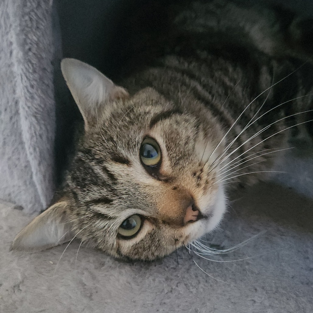 Brutus, an adoptable Domestic Short Hair in Talent, OR, 97540 | Photo Image 1
