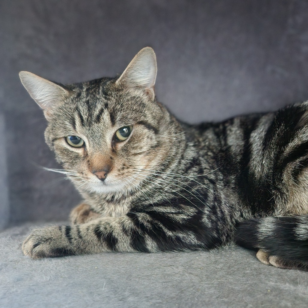 Brutus, an adoptable Domestic Short Hair in Talent, OR, 97540 | Photo Image 2