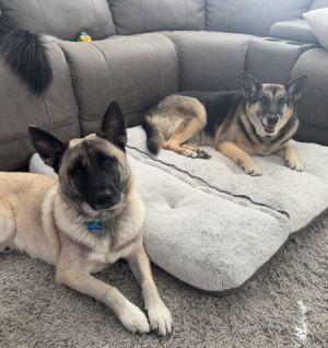 Phoenix, Adult Female German Shepherd Dog