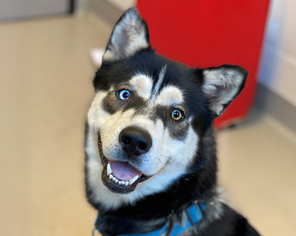 Apollo