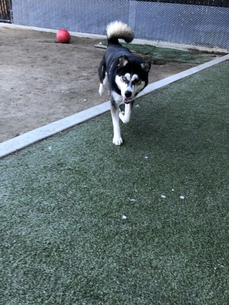 Apollo