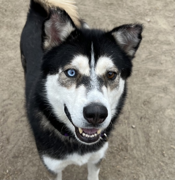 Apollo