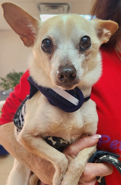 Chico