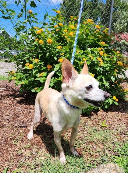 Chico