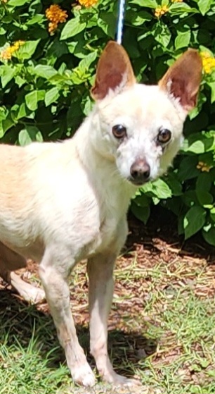 Chico