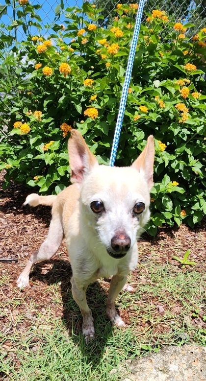 Chico