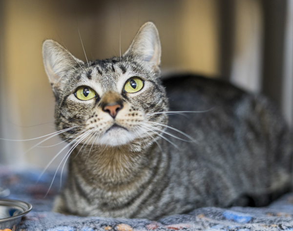 Dylan, an adoptable Domestic Short Hair in Kennewick, WA, 99336 | Photo Image 1
