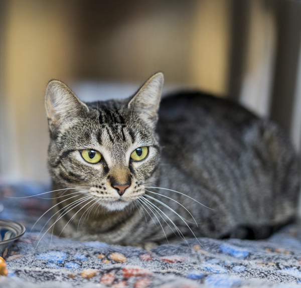 Dylan, an adoptable Domestic Short Hair in Kennewick, WA, 99336 | Photo Image 2