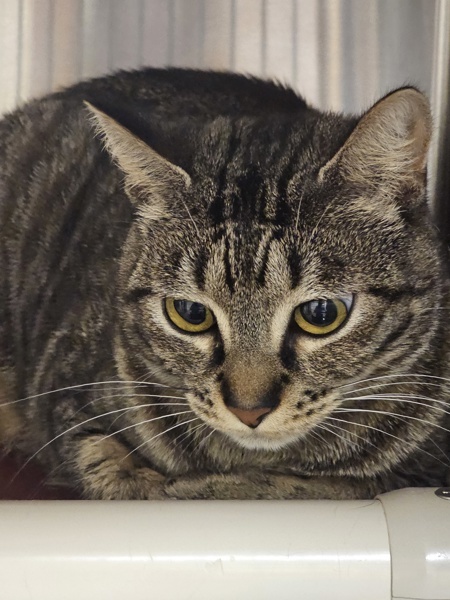 Dylan, an adoptable Domestic Short Hair in Kennewick, WA, 99336 | Photo Image 3