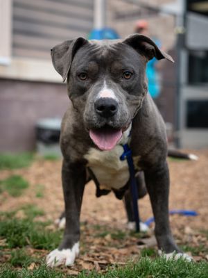 Helena has been terrified in the shelter but she is gradually getting better She just needs a good 