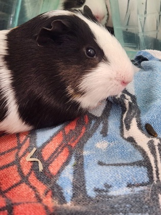 Pigglepops