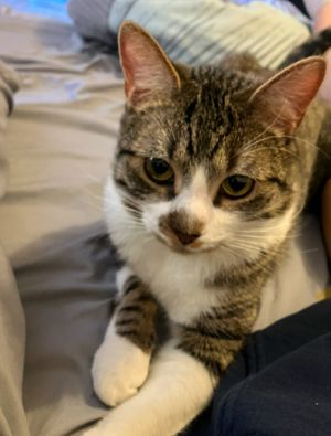Mudfish Domestic Short Hair Cat