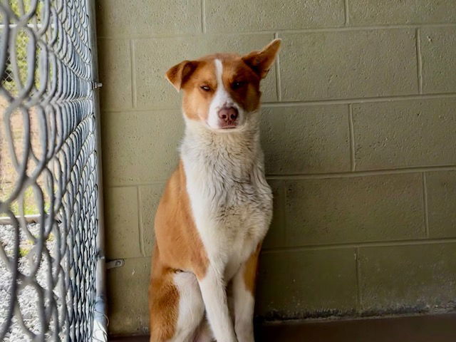 DUBLIN, an adoptable Australian Shepherd, Basenji in Crossville, TN, 38571 | Photo Image 1