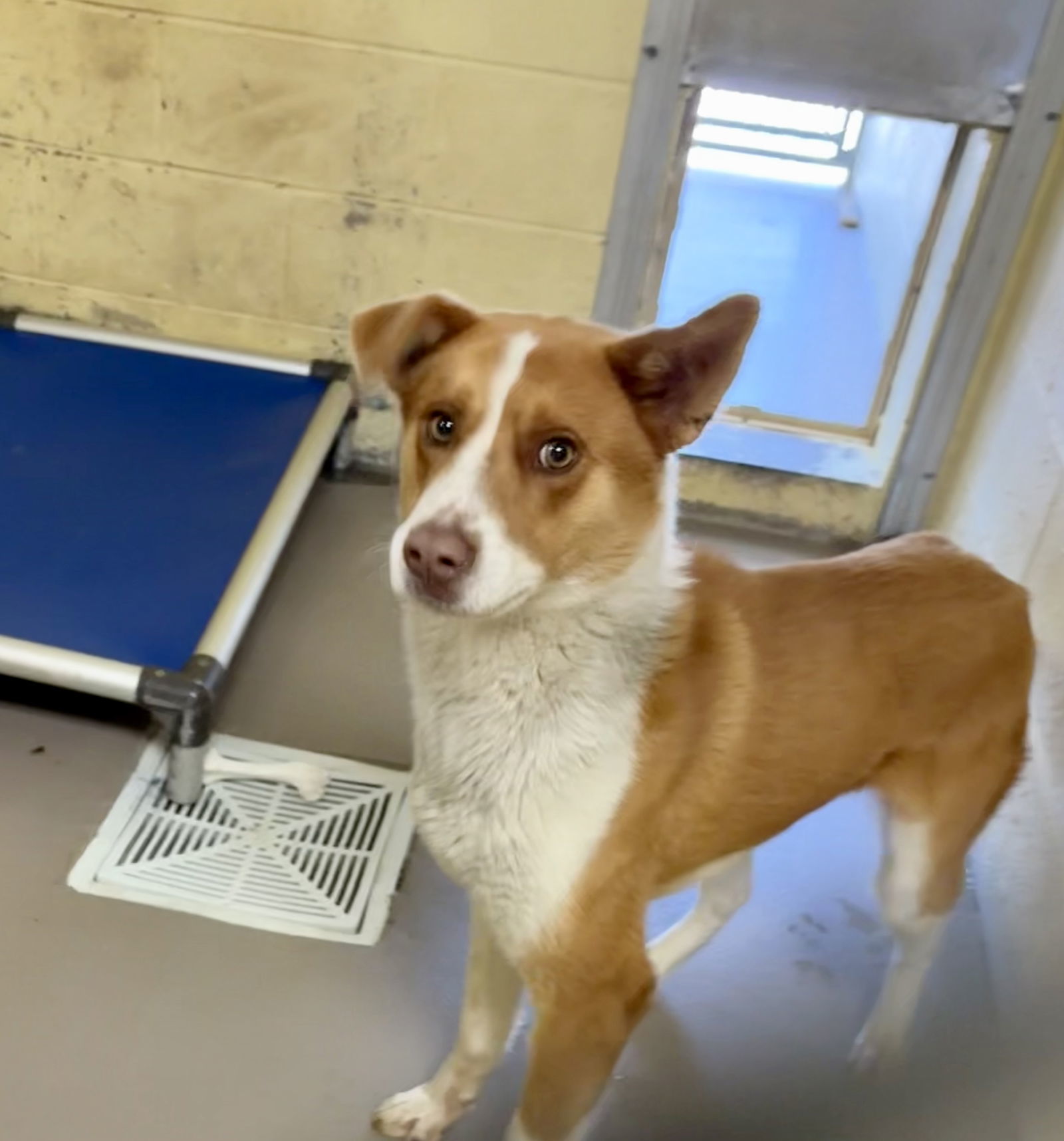 DUBLIN, an adoptable Australian Shepherd, Basenji in Crossville, TN, 38571 | Photo Image 2