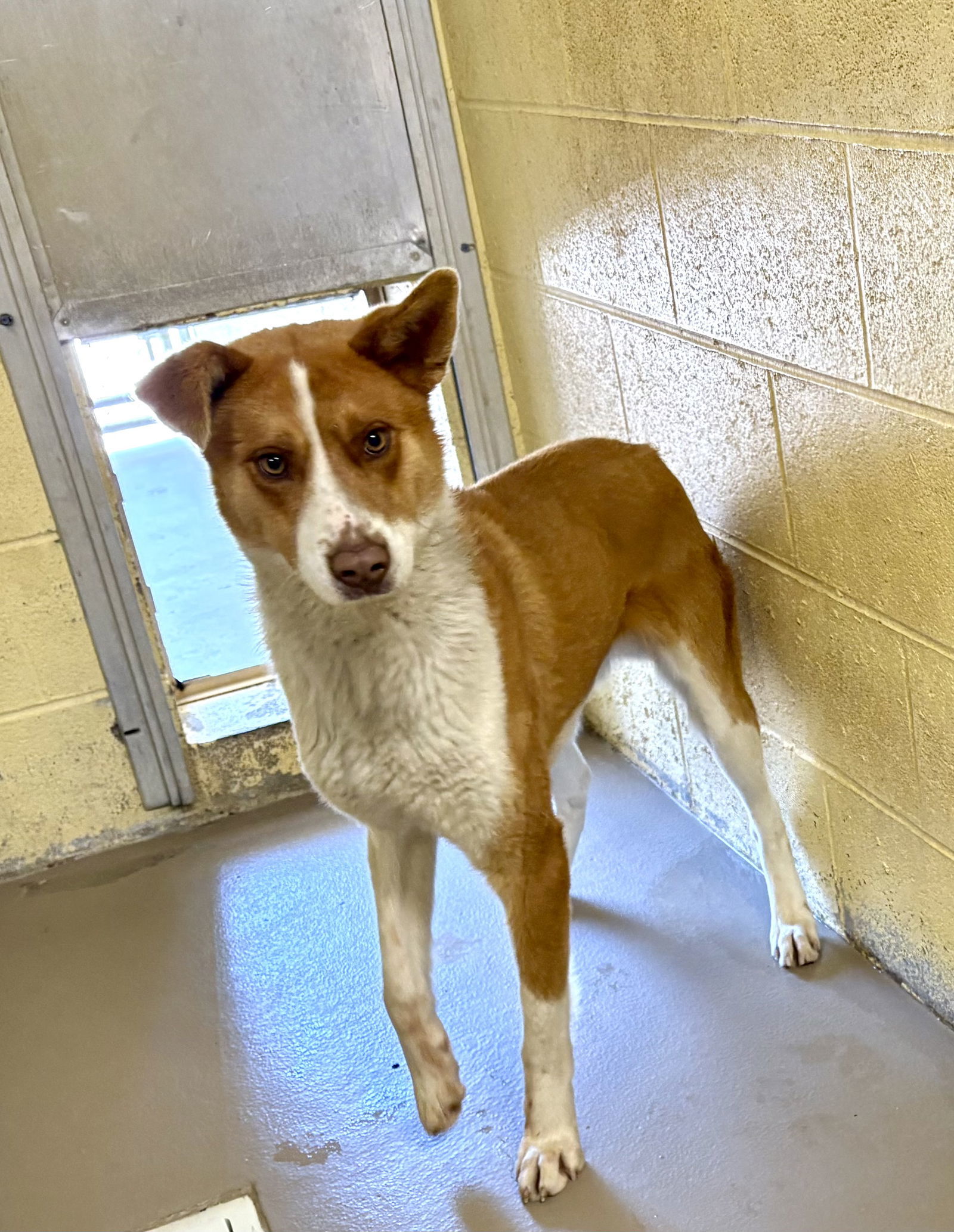 DUBLIN, an adoptable Australian Shepherd, Basenji in Crossville, TN, 38571 | Photo Image 3