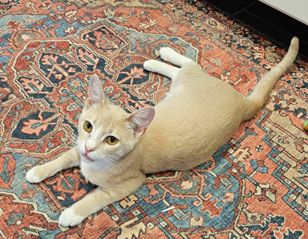 Cosmo
