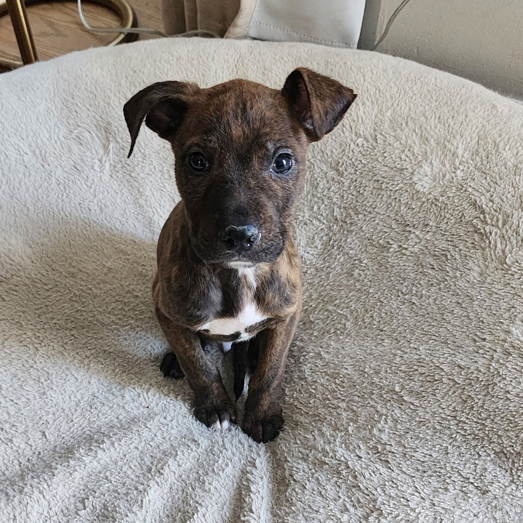 Duke