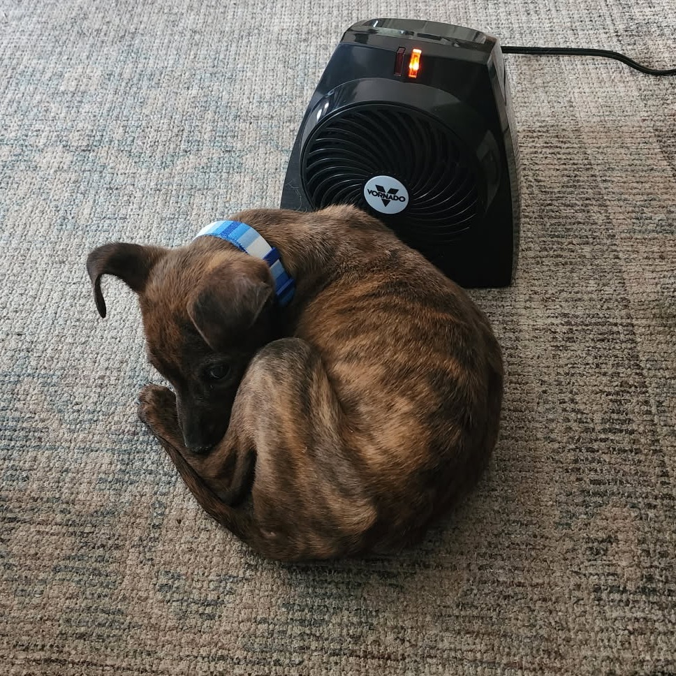 Duke